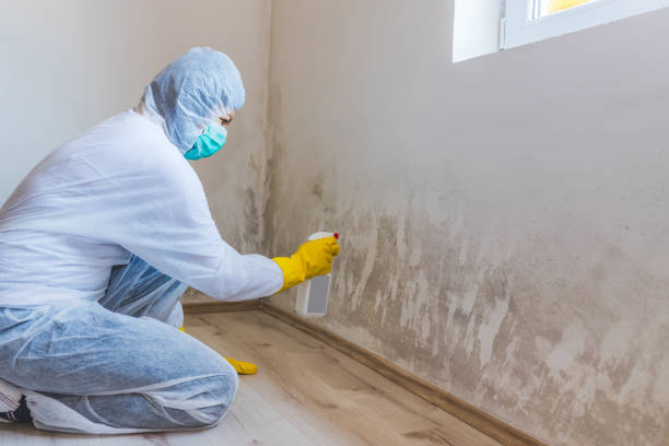 Attic Mold Removal in Alma, AR