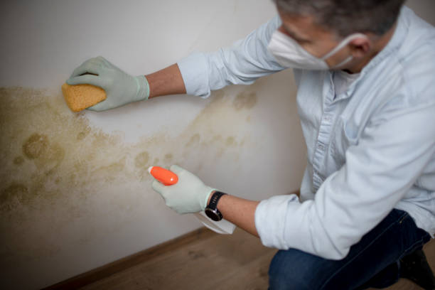 Best Mold Testing  in Alma, AR