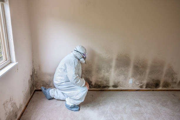 Best Mold Cleaning Services  in Alma, AR