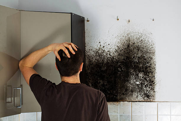 Best Emergency Mold Removal  in Alma, AR