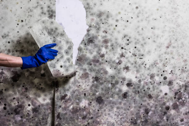 Best Commercial Mold Removal  in Alma, AR