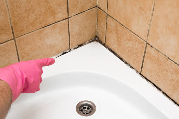 Office Mold Removal Services in Alma, AR